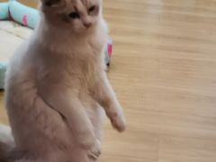 -滚猫咖啡·猫咖·猫友好撸猫(未来城店)