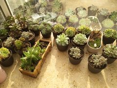 -伊丽莎白妇科医院·早孕检查