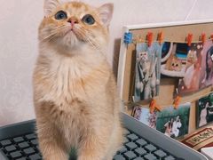 -东方名猫馆·英短金渐层布偶猫舍(环线广场1号楼店)