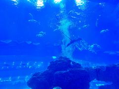 -成都浩海立方海洋公园