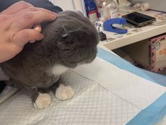 -纳吉亚猫专科动物医院博雅分院
