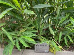 -广州神农草堂中医药博物馆