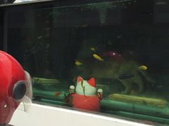 -喵屿·大理花园猫咖