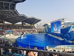 -上海海昌海洋公园