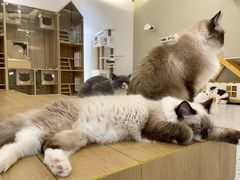 -猫域·湾主题猫咖·宠物吧(南坪城市广场店)