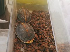 -灵龟之家百象馆(百象馆联合旗舰店)