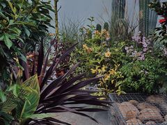 -自由生长植物工作室(深港花卉中心店)