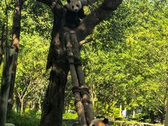 -都江堰中华大熊猫苑