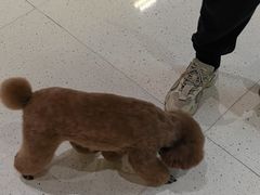 -帕帕拉兹宠物(亚洲旗舰店)