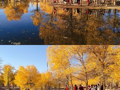-金塔沙漠胡杨林景区