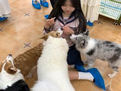 -Let's go狗咖·猫咖·奶狗·桌游(春熙路IFS店)