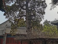 -大觉寺-停车场