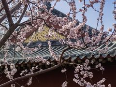 -桃花堤公园