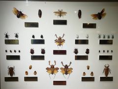 -上海昆虫博物馆