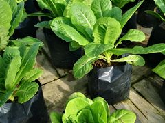 -Ohkajhu Organic Farm Sansai