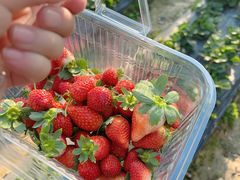 -新塘水果乐园(东洲大道店)