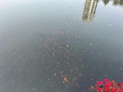 -深圳龙潭公园