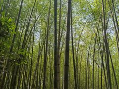 -上海佘山国家森林公园天马山园