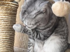 -MOYOYO猫咪咖啡店