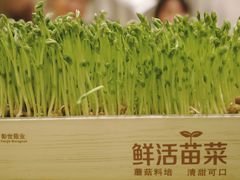 鲜活豌豆苗-湊湊火锅·茶憩(打浦桥日月光店)