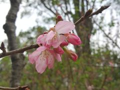 -桃花涧