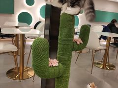 -飞行喵MR PILOT|猫舍·猫咖(静安大融城店)