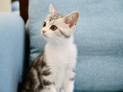 -爱妮康宠物医院·干细胞免疫细胞·肿瘤·心脏(张江店)