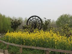 -溱湖国家湿地公园