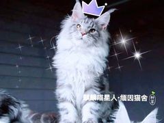 -十年猫舍·猫咪专门店(普陀店)