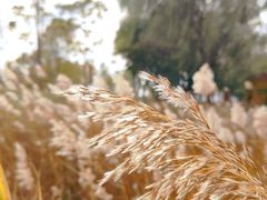 -野鸭湖国家湿地公园