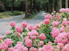 -上海滨江森林公园