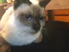 -李小姐の猫咖啡馆(五角场店)