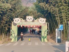 -都江堰中华大熊猫苑