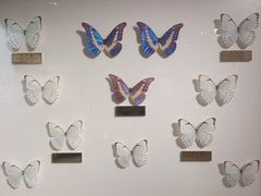 -上海昆虫博物馆