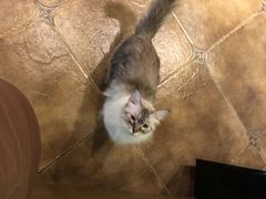 -共舞时光猫咖·狗咖(新街口店)