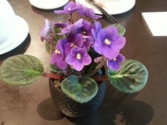 android_upload_pic-广州文华东方酒店·江-由辉师傅主理