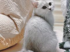 -lincat·猫舍(广州店)