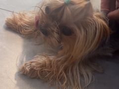 -伟伟宠物医院·CT影像中心·瑞派犬猫综合性门诊(汉口总院)