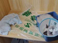 -瑞派宠物医院·24h·骨外科·皮肤科·全科宠物医疗转诊中心(沈阳浑南院)