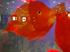 android_upload_pic-上海老饭店(北京分店)