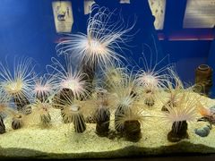 -上海海洋水族馆