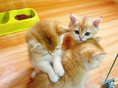 -猫十亿·布偶金渐层·曼基康矮脚猫舍(青年路店)
