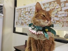 -猫小院猫主题餐厅(南锣旗舰店)