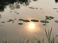 -东郊湿地公园