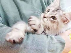 -十年猫舍·猫咪专门店(普陀店)