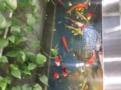 -洞庭家宴·头牌甲鱼(广渠门店)