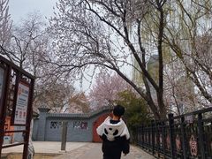 -桃花堤公园
