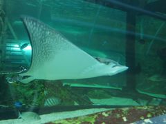 -悉尼海洋生物水族馆