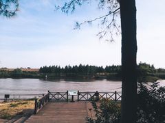 -合肥滨湖国家森林公园