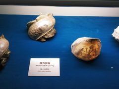 -青岛贝壳博物馆